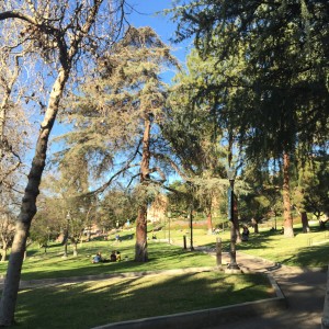California sunshine and the UCLA campus. Credit: Lindsey Martin